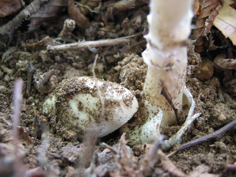 Amanita phalloides